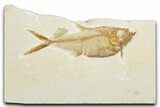 Detailed Fossil Fish (Diplomystus) - Wyoming #345449-1